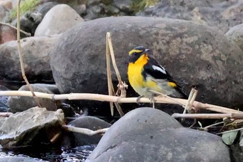 2023年10月20日(金) 浅羽ビオトープの野鳥観察記録