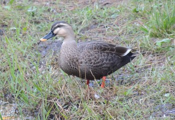 カルガモ 葛西臨海公園 2023年10月20日(金)