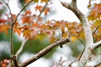 Grey-streaked Flycatcher S市 Mon, 9/24/2018