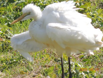 ダイサギ 葛西臨海公園 2023年10月20日(金)