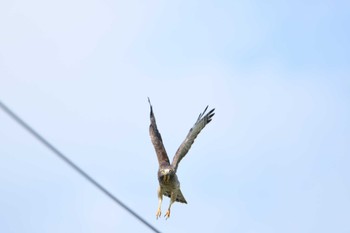 Grey-faced Buzzard 伊平屋村 Fri, 10/13/2023