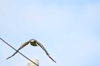 Grey-faced Buzzard 伊平屋村 Fri, 10/13/2023