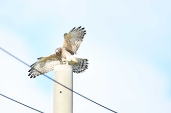 Grey-faced Buzzard 伊平屋村 Fri, 10/13/2023