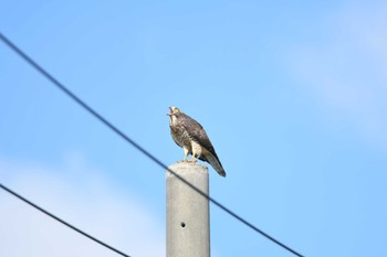 Grey-faced Buzzard 伊平屋村 Fri, 10/13/2023