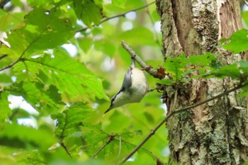 ゴジュウカラ 鍋平高原 2023年10月14日(土)