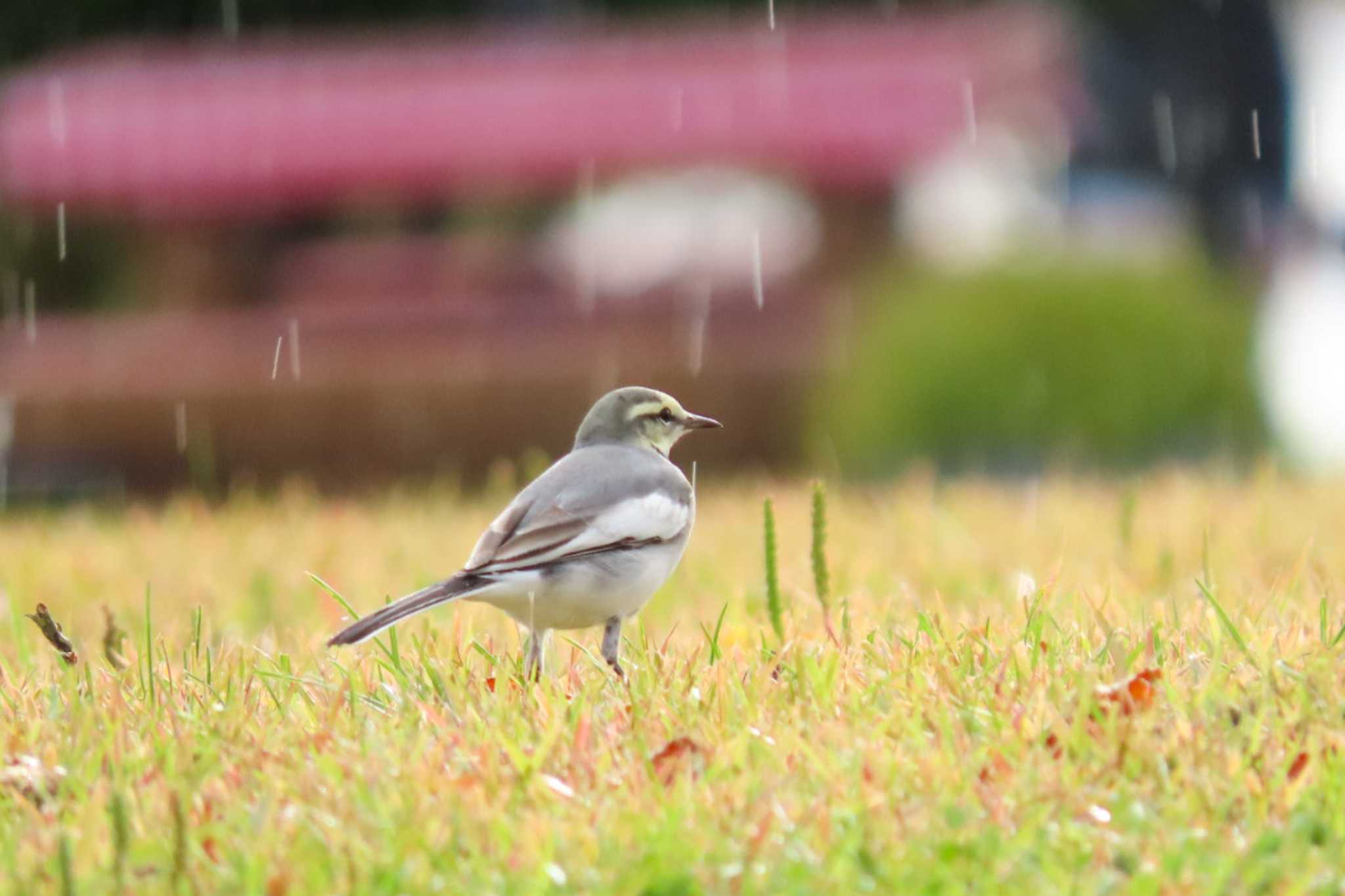 牧歌の里 ハクセキレイの写真 by 姉なめこ