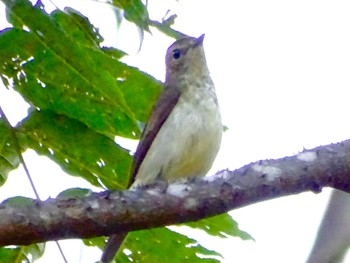 Dark-sided Flycatcher Maioka Park Fri, 10/20/2023