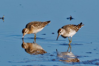 Sharp-tailed Sandpiper Inashiki Sat, 10/14/2023