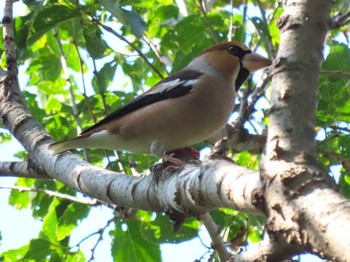 Hawfinch Mishima Island Sun, 10/15/2023