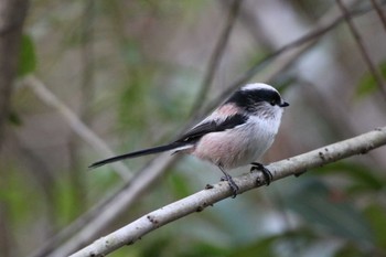 Long-tailed Tit 大和市 Sat, 10/21/2023