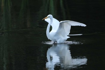 Great Egret 大和市 Sat, 10/7/2023