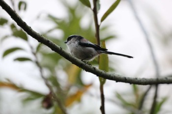 Long-tailed Tit 大和市 Sat, 10/21/2023