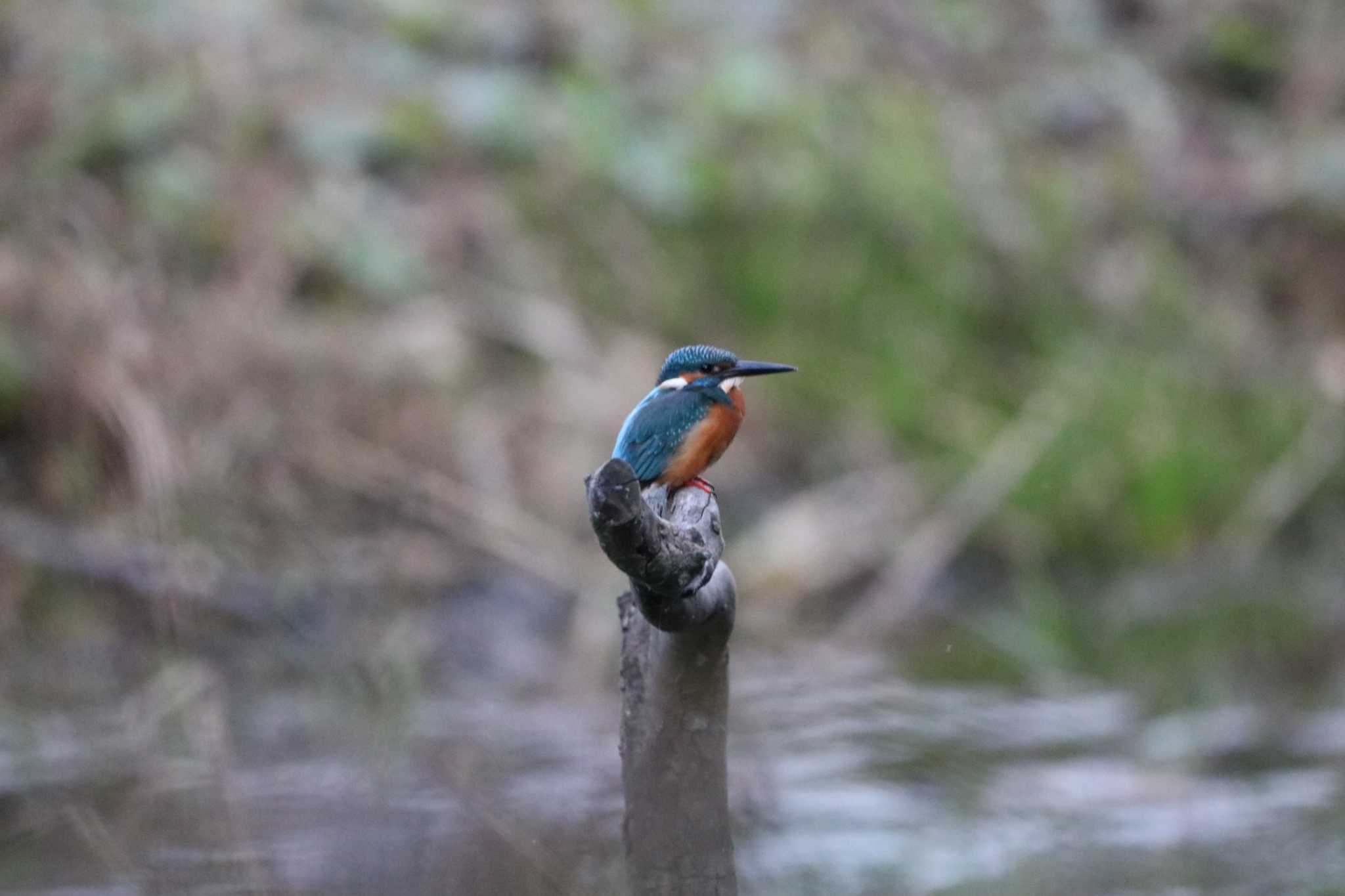 Photo of Common Kingfisher at 大和市 by 大野雅己