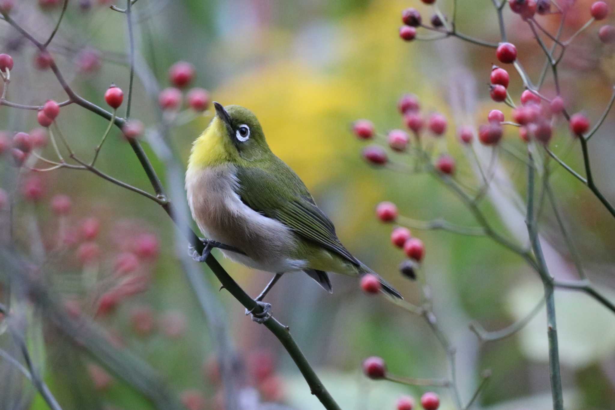 Photo of Warbling White-eye at 大和市 by 大野雅己