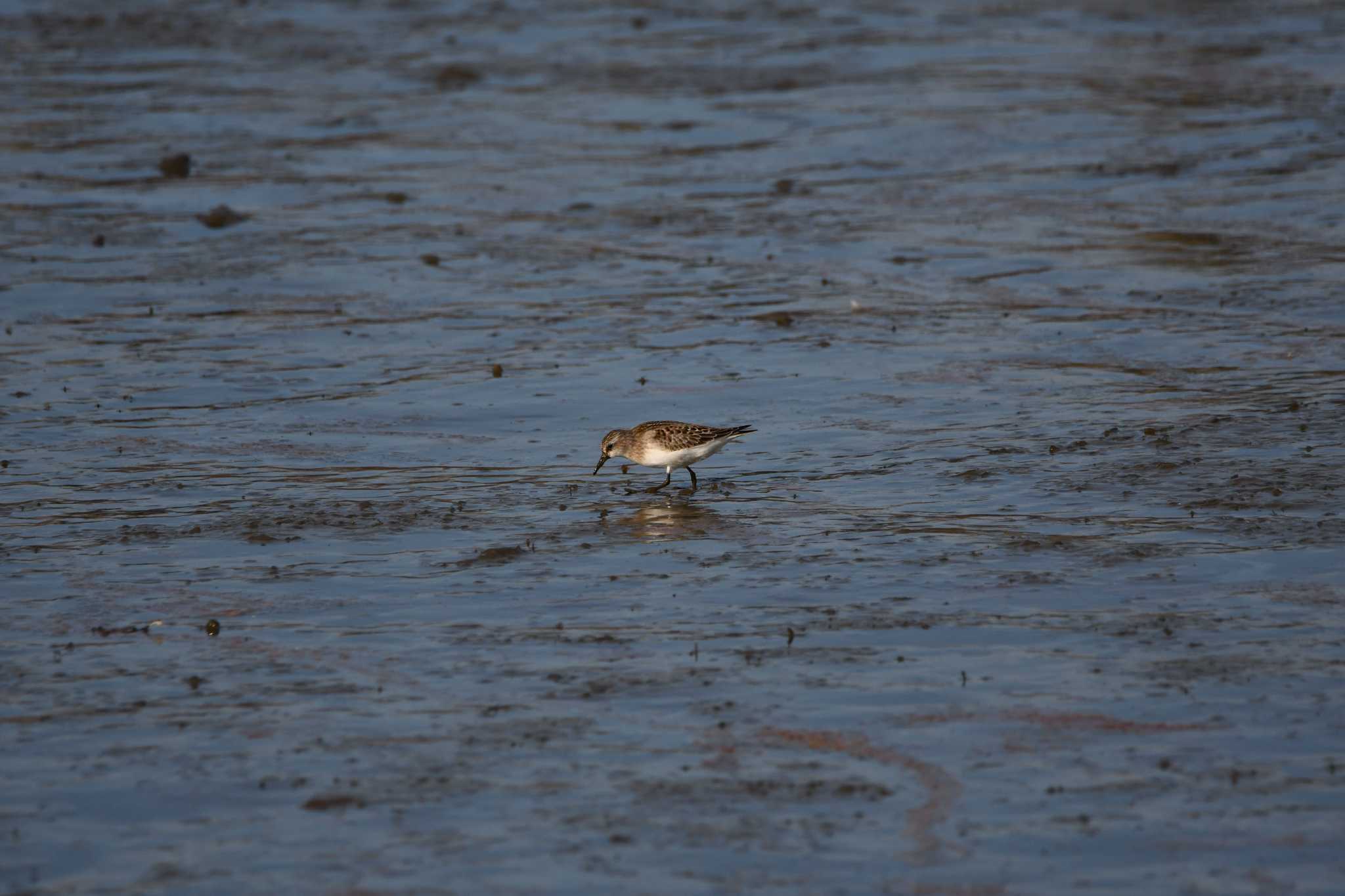 Photo of Temminck's Stint at Isanuma by のぶ