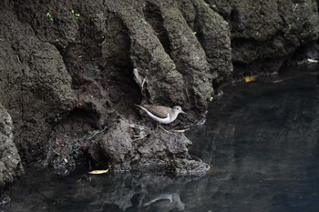 Common Sandpiper Isanuma Sat, 10/7/2023