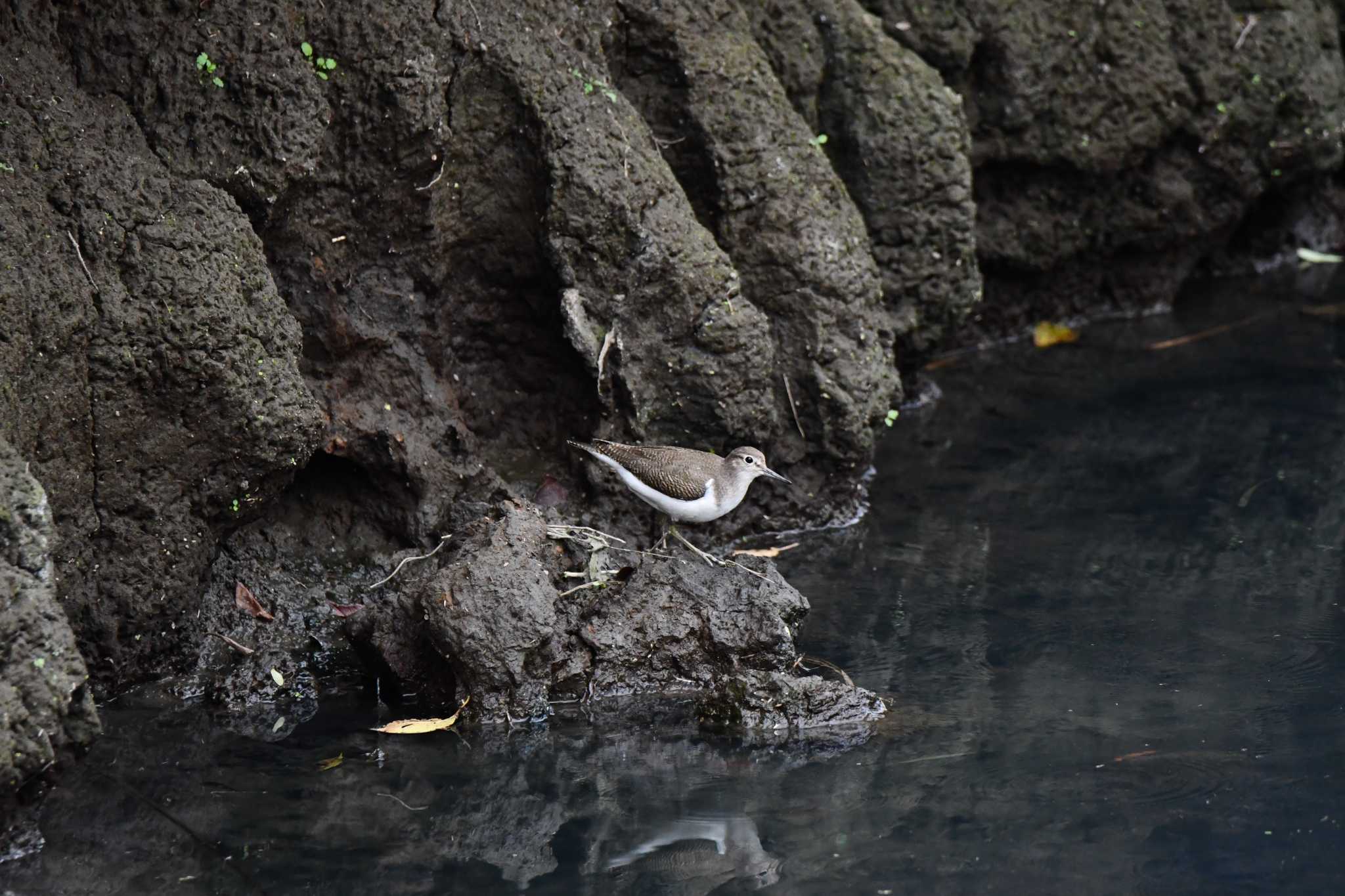 Photo of Common Sandpiper at Isanuma by のぶ