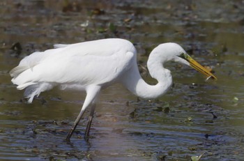 Great Egret 和歌山市 Thu, 10/19/2023