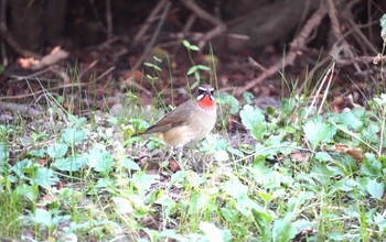 Siberian Rubythroat 千里南公園 Thu, 10/19/2023