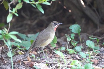 Siberian Rubythroat 千里南公園 Thu, 10/19/2023