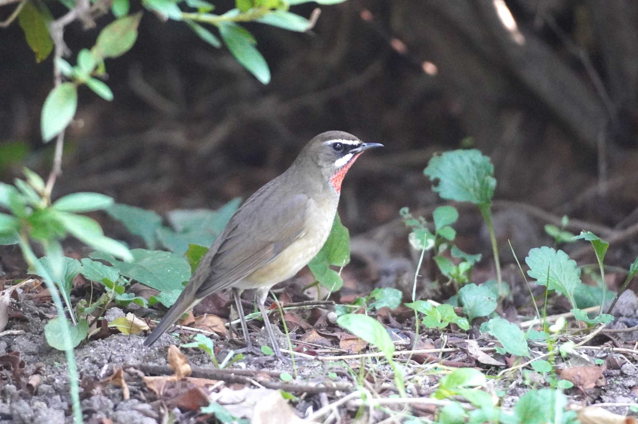 Photo of Siberian Rubythroat at 千里南公園 by BARD9800