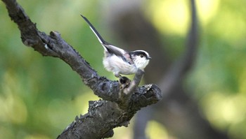 Long-tailed Tit 千里南公園 Thu, 10/19/2023