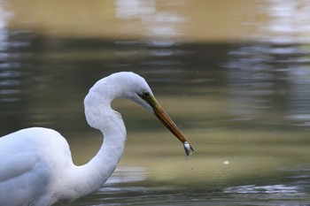 ダイサギ 秋ヶ瀬公園(ピクニックの森) 2023年10月20日(金)