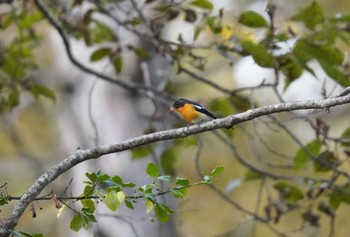 ムギマキ 戸隠森林植物園(戸隠森林公園) 2023年10月21日(土)