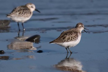 Red-necked Stint 御前崎海岸 Wed, 10/18/2023