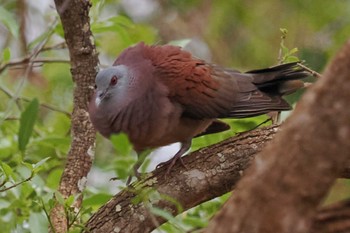 マダガスカルキジバト