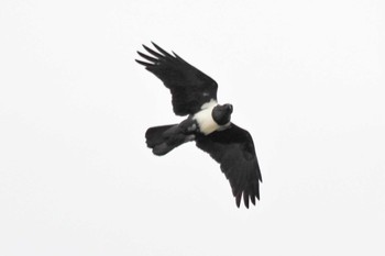 Pied Crow