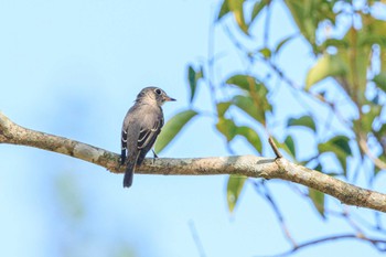 Asian Brown Flycatcher 石ケ谷公園 Fri, 10/6/2023