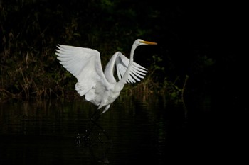 Great Egret(modesta)  近所 Mon, 10/16/2023