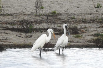 Black-faced Spoonbill 日野川 Sun, 10/1/2023