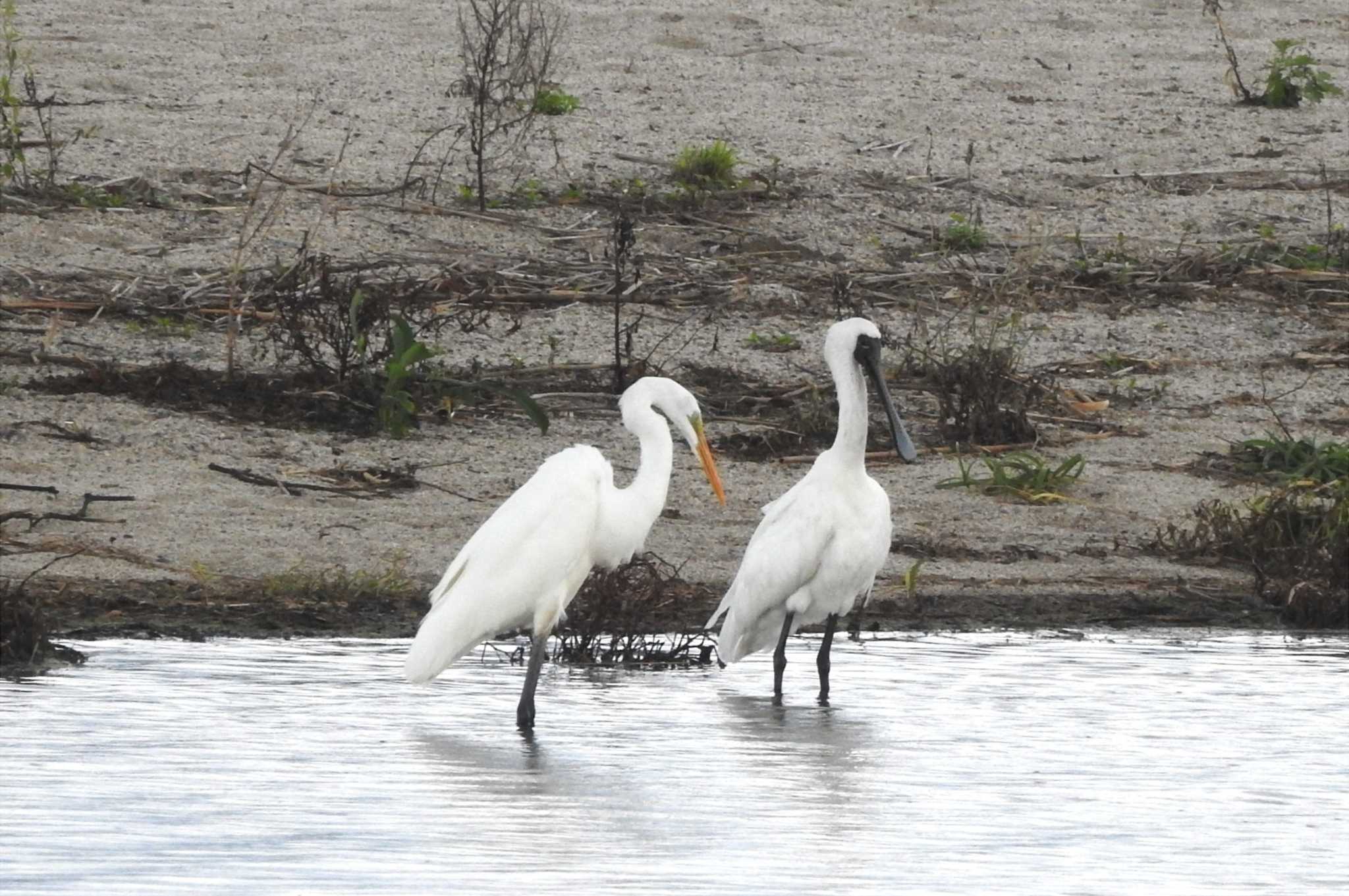 Photo of Black-faced Spoonbill at 日野川 by 日本橋