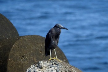 Pacific Reef Heron 鳥取県日吉津村沿岸 Mon, 10/2/2023