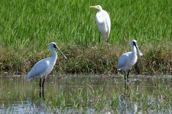 Black-faced Spoonbill 安来市 Fri, 10/6/2023