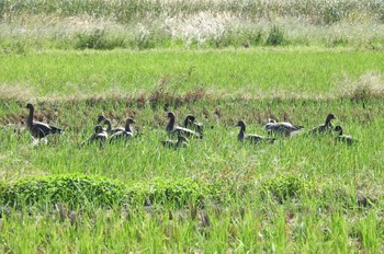 Greater White-fronted Goose 安来市 Fri, 10/6/2023