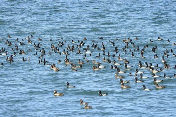 Greater Scaup 安来市 Fri, 10/6/2023