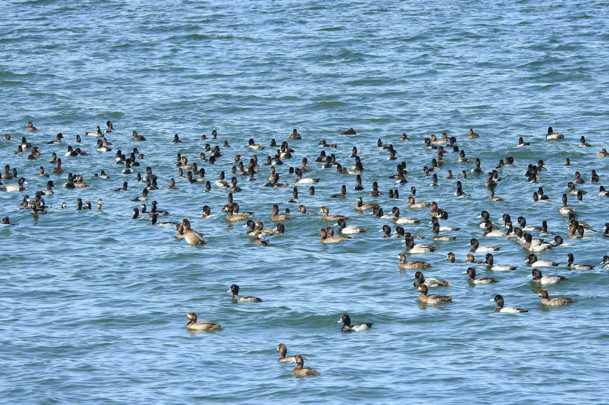 Photo of Greater Scaup at 安来市 by 日本橋