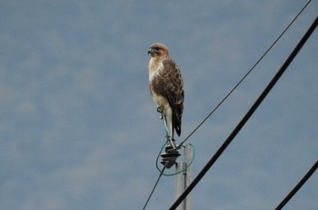 Eastern Buzzard 米子市 Sun, 10/8/2023