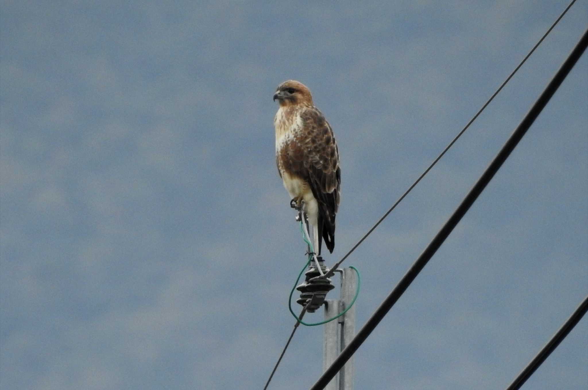 Photo of Eastern Buzzard at 米子市 by 日本橋