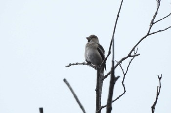 Hawfinch 西伯郡大山町 Sun, 10/15/2023