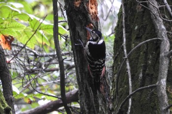 White-backed Woodpecker 西伯郡伯耆町 Sun, 10/15/2023