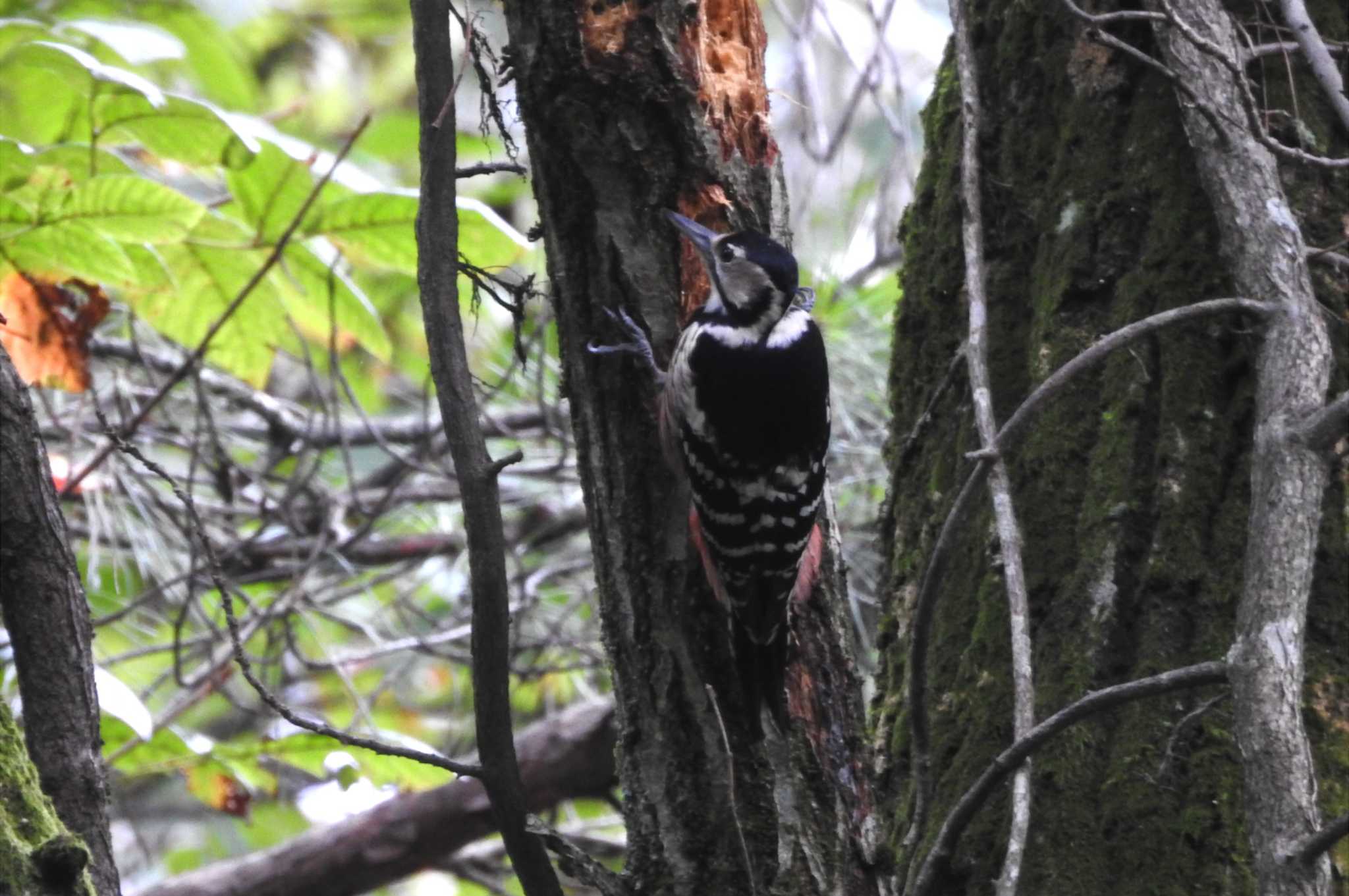 Photo of White-backed Woodpecker at 西伯郡伯耆町 by 日本橋