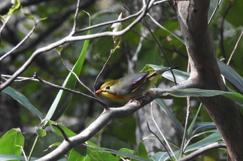 Red-billed Leiothrix 西伯郡大山町 Sun, 10/15/2023