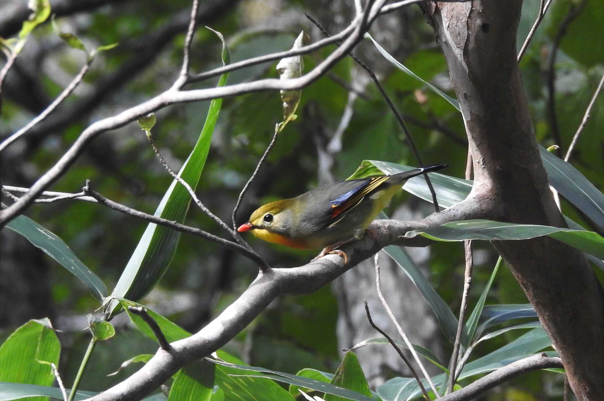 Photo of Red-billed Leiothrix at 西伯郡大山町 by 日本橋