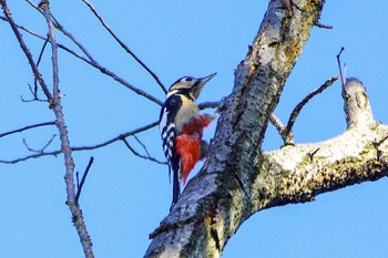 Great Spotted Woodpecker 厚木つつじの丘公園 Wed, 10/18/2023