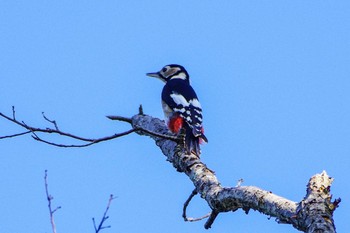 Great Spotted Woodpecker 厚木つつじの丘公園 Wed, 10/18/2023