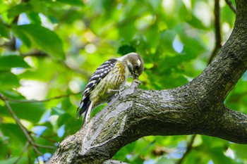 Japanese Pygmy Woodpecker 厚木つつじの丘公園 Wed, 10/18/2023